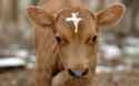 a98421_birthmark_8-cow.jpg