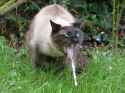 cat-barf.jpg