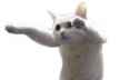 cat01.jpg