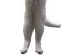 cat03.jpg