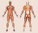 human-anatomy.gif