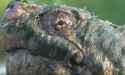 turtlewhat.png