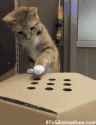 lolcat14.gif