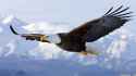 bald-eagle.jpg