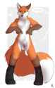 fox in sox.jpg