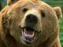 bear(23).jpg
