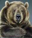 freindlybear.jpg