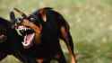10-aggressive-dogs_16059228a1ffff43.jpg