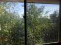 window.jpg