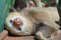 SAS-08-CostaRica-10-SlothSanctuary-013.jpg
