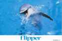 flipper.jpg