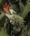 Iguana.jpg