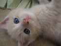 kittens 040.jpg