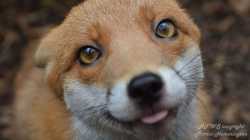 ht_pudding_the_fox_03_mt_140821_16x9_992 (1).jpg