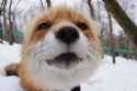 zao-fox-village-japan-5.jpg