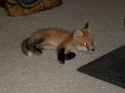 new_baby_red_fox_2_by_anna_aurion.jpg