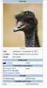 emu war.jpg