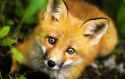 fox.jpg