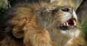 laffin lion.jpg