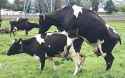 cow-mounting-cow.jpg
