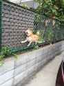 dogefence.jpg