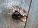 dog_nose_fence.jpg