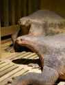 tmp_16620-ark-encounter-turtle-kind-maybeb1473780446.jpg