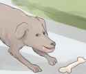Me Dug und Bone.png