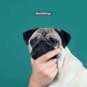 Thinking-little-dog.jpg