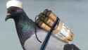 Boko-haram-Suicide-Bomber-Bird.jpg