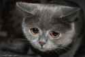 sad pussy.jpg