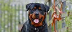 rott.jpg