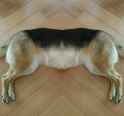 perfect doggo.jpg