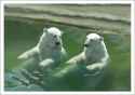 2 Polar Bears.jpg