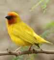 Weaver_yellow_PembeAbwe_Daudi_23_10_060003.jpg