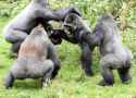 1412329234065_wps_28_Gorillas_fight_over_a_tom.jpg