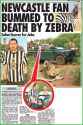 zebra.jpg