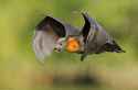 grey-headed-flying-fox-by-ofer-levy-1.jpg