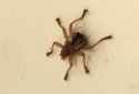 louse_fly_lithuania_deivydas.jpg
