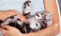Cat-being-stroked-518887.jpg