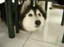 tally-husky-dog-raised-by-cats-1.jpg