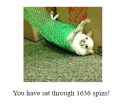 chihuahuaspin.png
