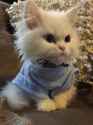 cat-saturday-24-photos-210.jpg