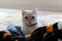 Elle Blankets.jpg