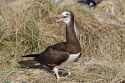 Brown Booby b13-46-035_V.jpg