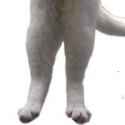 longcat3.jpg