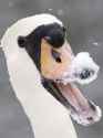 swan.jpg