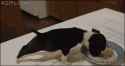 1362070306430.gif