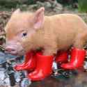 teacup piglet.jpg