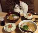 cat-couples-valentines-day-13__605.jpg